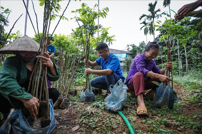 Bùi Văn Tường cùng các công nhân là lao động tại địa phương chuẩn bị cây giống để giao cho khách hàng. Ảnh: Trọng Đạt-TTXVN