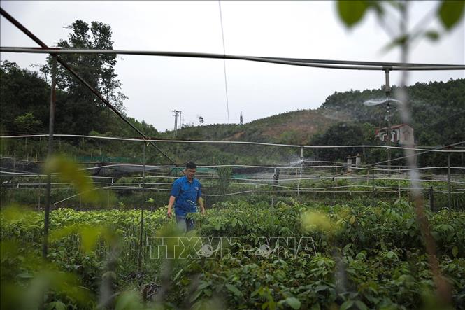 Vườn cây giống được tưới nước bằng hệ thống phun nước tự động. Ảnh: Trọng Đạt-TTXVN 