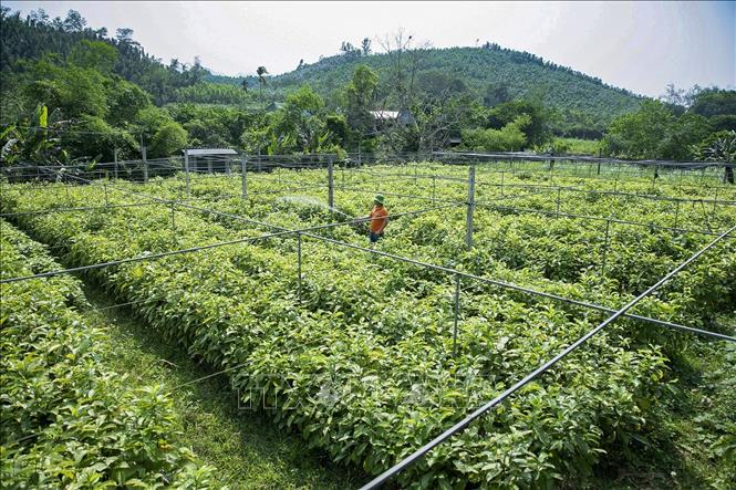 Với tổng diện tích canh tác là 9ha, trung bình mỗi năm Hợp tác xã Sản xuất và kinh danh nông nghiệp 0789 xuất bán 2 triệu cây giống các loại. như cây dổi, trám đen, trám trắng, mít, keo, đào… ra các thị trường trong tỉnh và các tỉnh phía bắc như: Bắc Giang, Sơn La, Lào Cai, Lai Châu, Yên Bái… Ảnh: Trọng Đạt-TTXVN