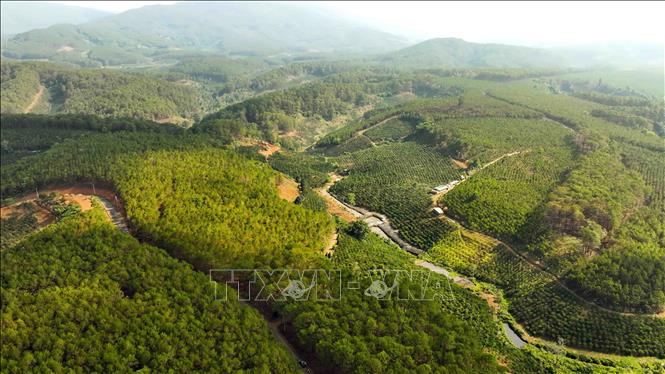 Công ty TNHH MTV Lâm nghiệp Di Linh, huyện Di Linh quản lý hơn 27.000 ha rừng trồng, mỗi năm trồng thay thế 70 ha rừng thông sau khai thác. Ảnh: Vũ Sinh – TTXVN