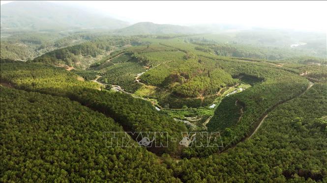 Công ty TNHH MTV Lâm nghiệp Di Linh, huyện Di Linh quản lý hơn 27.000 ha rừng trồng, mỗi năm trồng thay thế 70 ha rừng thông sau khai thác. Ảnh: Vũ Sinh – TTXVN
