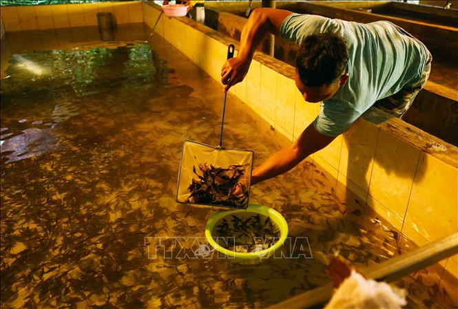 Công ty TNHH cá suối Đại Dương ở xã Đạ Sả, huyện Lạc Dương mỗi năm sản xuất khoảng 1,5 triệu con cá tầm giống phục vụ nhu cầu nuôi của người dân địa phương. Ảnh: Vũ Sinh – TTXVN