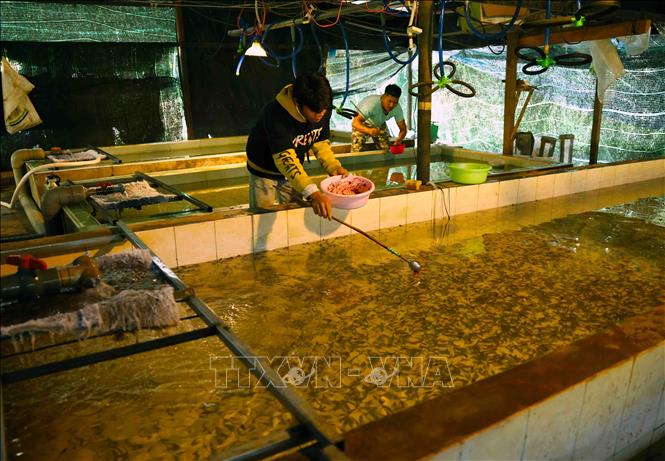 Tỉnh Lâm Đồng có 4 cơ sở sản xuất cá tầm giống, mỗi năm sản xuất khoảng 4,5 triệu con phục vụ nhu cầu nuôi của người dân. Ảnh: Vũ Sinh – TTXVN