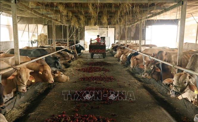 Trang trại nuôi bò thịt của gia đình anh Nguyễn Quang Kiệt ở thôn Thái Sơn, xã N Thôn Hạ, huyện Đơn Dương luôn duy trì 90 con bò, mỗi tháng cung cấp phục vụ thị trường 20 bò thịt (tương đương 12 tấn thịt). Ảnh: Vũ Sinh – TTXVN