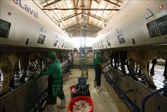 Trang trại bò sữa Vinamilk ở huyện Đơn Dương có 500 bò cho thu hoạch sữa, mỗi tháng cung cấp cho nhà máy khoảng 4 triệu lít sữa tươi. Ảnh: Vũ Sinh – TTXVN