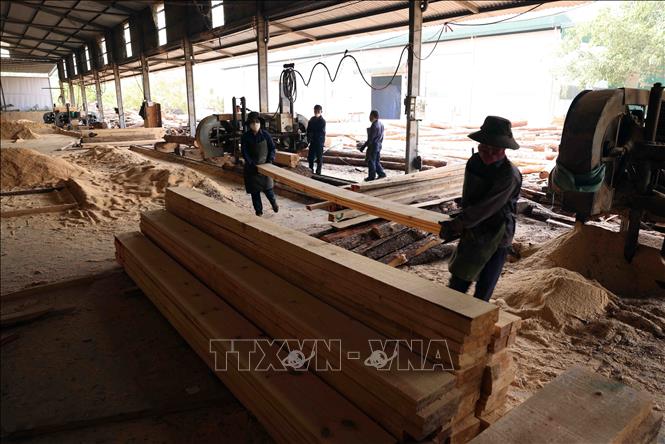 Mỗi năm, Công ty TNHH MTV Lâm nghiệp Di Linh, huyện Di Linh chế biến khoảng 6.000 m3 gỗ rừng trồng, đạt doanh thu 18 tỷ đồng, tạo việc làm cho gần 100 lao động địa phương. Ảnh: Vũ Sinh – TTXVN