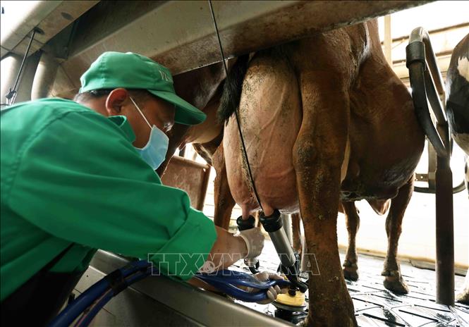 Trang trại bò sữa Vinamilk ở huyện Đơn Dương có 500 bò cho thu hoạch sữa, mỗi tháng cung cho nhà máy khoảng 4 triệu lít sữa tươi. Ảnh: Vũ Sinh – TTXVN