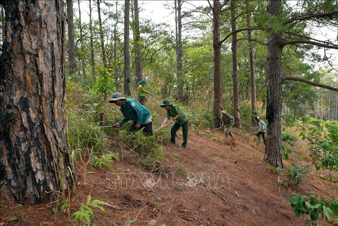 Hạt Kiểm lâm Di Linh phối hợp cùng Công ty TNHH MTV Lâm nghiệp Di Linh, huyện Di Linh triển khai công tác phòng, chống cháy rừng. Ảnh: Vũ Sinh – TTXVN
