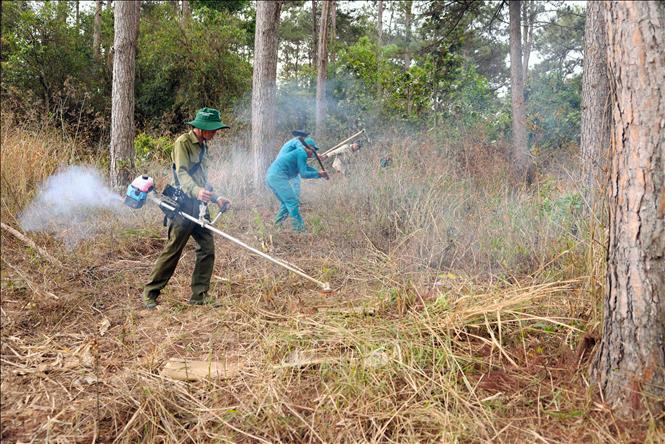 Hạt Kiểm lâm Di Linh phối hợp cùng Công ty TNHH MTV Lâm nghiệp Di Linh, huyện Di Linh triển khai công tác phòng, chống cháy rừng. Ảnh: Vũ Sinh – TTXVN