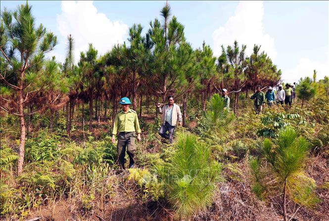 Hạt Kiểm lâm Di Linh phối hợp cùng Công ty TNHH MTV Lâm nghiệp Di Linh, huyện Di Linh triển khai công tác tuần tra bảo vệ rừng. Ảnh: Vũ Sinh – TTXVN
