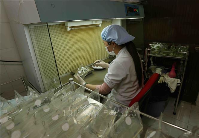 Sản xuất cây giống bằng phương pháp nuôi cấy mô tại Công ty TNHH Bonnie Farm ở xã Trạm Hành, thành phố Đà Lạt. Ảnh: Vũ Sinh - TTXVN