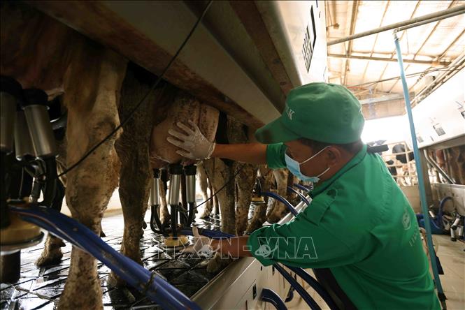 Trang trại bò sữa Vinamilk ở huyện Đơn Dương có 500 bò cho thu hoạch sữa, mỗi tháng cung cấp cho nhà máy khoảng 4 triệu lít sữa tươi. Ảnh: Vũ Sinh – TTXVN