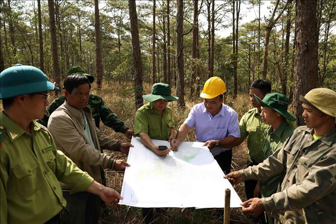 Hạt Kiểm lâm Di Linh phối hợp cùng Công ty TNHH MTV Lâm nghiệp Di Linh, huyện Di Linh triển khai công tác tuần tra bảo vệ rừng. Ảnh: Vũ Sinh – TTXVN