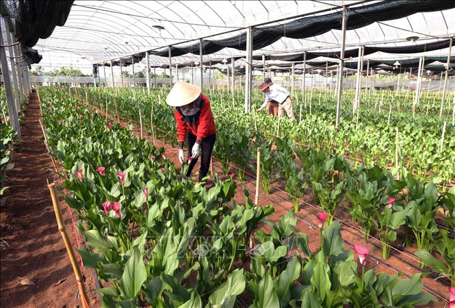 Công ty TNHH Bonnie Farm ở xã Trạm Hành, thành phố Đà Lạt chuyên sản xuất hoa loa kèn và lan hồ điệp cắt cành xuất khẩu, mỗi tháng xuất khẩu sang thị trường Nhật Bản khoảng 50.000 cành, đạt doanh thu 600 triệu đồng/tháng. Ảnh: Vũ Sinh – TTXVN