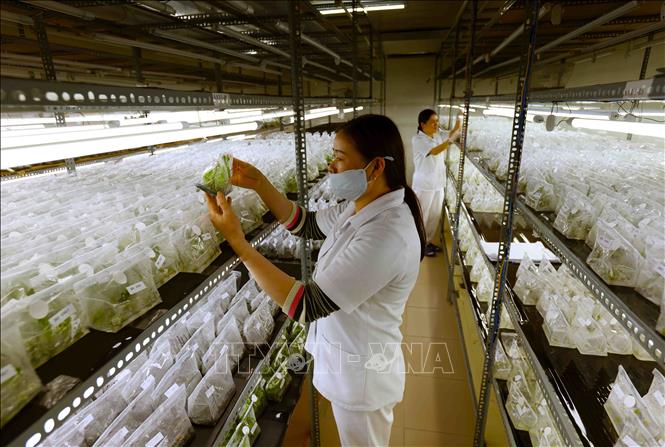 Kiểm tra chất lượng cây giống trong nhà nuôi cấy mô của Công ty TNHH Bonnie Farm ở xã Trạm Hành, thành phố Đà Lạt. Ảnh: Vũ Sinh – TTXVN