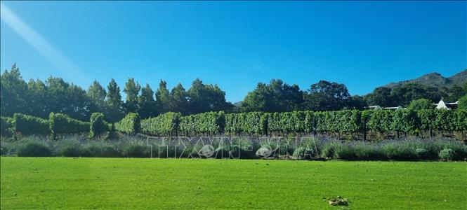 Khu trang trại trồng nho tại Franschhoek trên “con đường rượu vang” Cape Winelands. Rất nhiều triệu phú sở hữu một số trang trại rượu vang trong khu vực này. Ảnh: Hồng Minh - p/v TTXVN tại Nam Phi