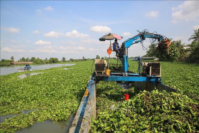 Công tác xử lý lục bình trên sông Vàm Cỏ Đông được tăng cường. Ảnh: Giang Phương - TTXVN