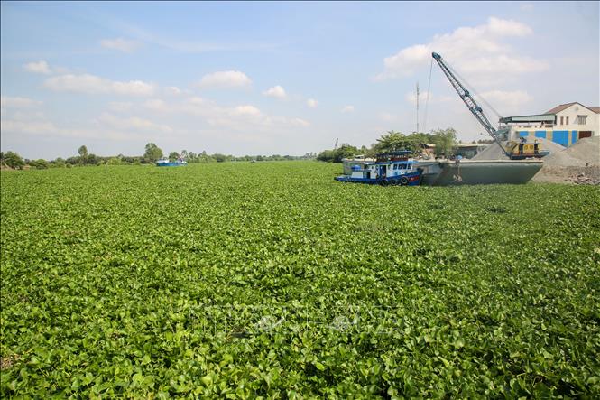 Đoạn sông Vàm Cỏ Đông bị lục bình bao phủ. Ảnh: Giang Phương - TTXVN