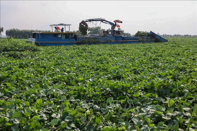 Đoạn qua địa phận thị xã Hòa Thành thường xuyên bị lục bình phủ xanh nên được tăng cường phương tiện xử lý. Ảnh: Giang Phương - TTXVN