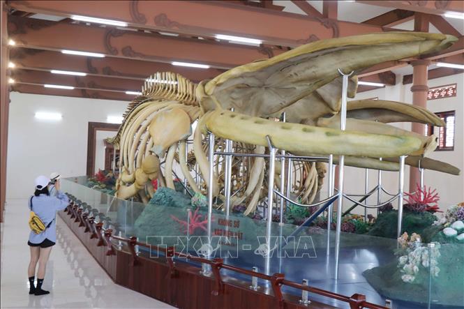 Hai bộ xương cá voi có chiều dài trên 22m và 18m được phục dựng phục vụ du khách tham quan ở huyện đảo Lý Sơn. Ảnh: Phạm Cường-TTXVN