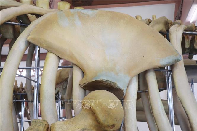 Phần xương chi phải của cá voi. Ảnh: Phạm Cường-TTXVN