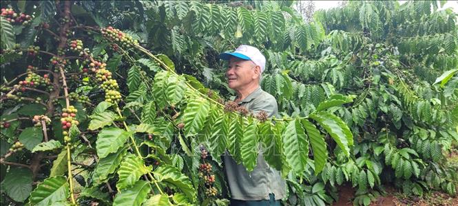 Vụ cà phê 2023, gia đình ông Võ Ngọc Thanh, trú tại xã Láng Lớn, huyện Châu Đức thu hoạch vụ cà phê thu lãi hơn 100 triệu/400 gốc cà phê. Ảnh: Hoàng Nhị - TTXVN