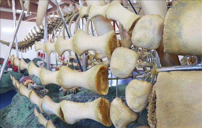 Each skeleton consists of 50 vertebral bones. VNA Photo: Phạm Cường