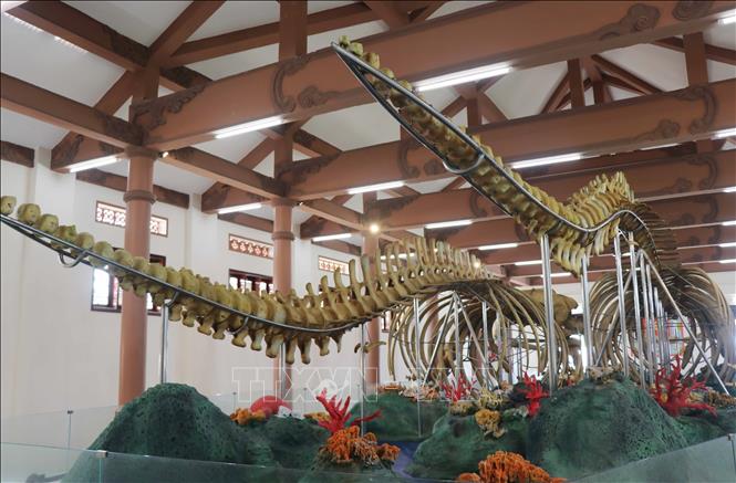 These are the two largest intact whale skeletons preserved in Vietnam. VNA Photo: Phạm Cường