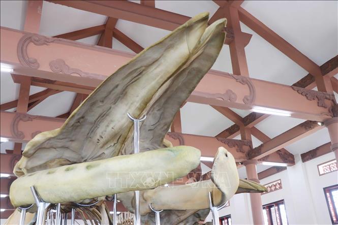 The skull is measured 4 metres in height. VNA Photo: Phạm Cường