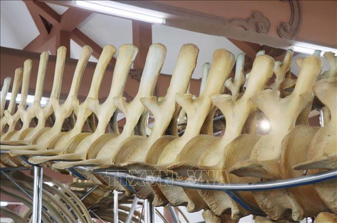 These are the two largest intact whale skeletons preserved in Vietnam. VNA Photo: Phạm Cường