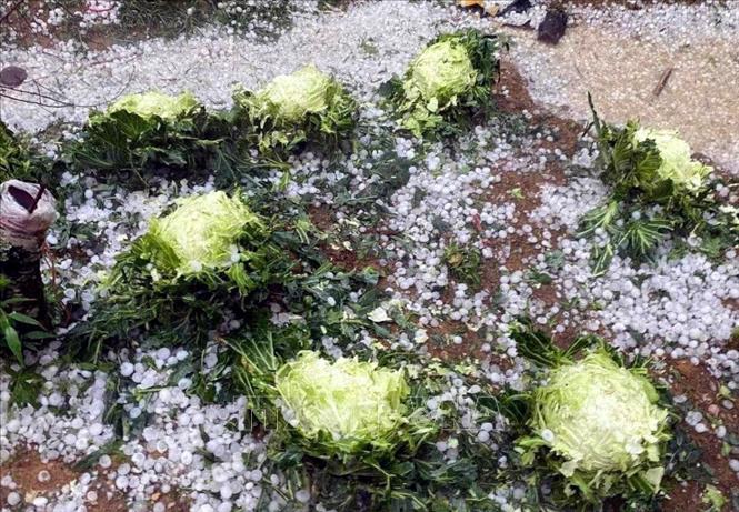 Trận mưa đá tại xã Lóng Luông, huyện Vân Hồ gây thiệt hại lớn đến hoa màu của nhân dân. Ảnh: TTXVN phát