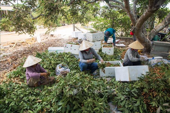 Nhiều năm qua, nhãn là cây ăn trái có thế mạnh trên địa bàn thị xã Hoà Thành, tỉnh Tây Ninh. Ảnh: Giang Phương - TTXVN