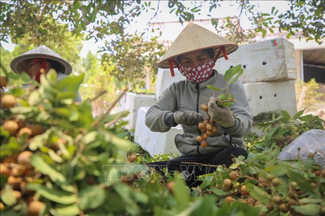 Người trồng nhãn hiện gặp nhiều khó khăn, thua lỗ vì nhãn xuống giá. Ảnh: Giang Phương - TTXVN