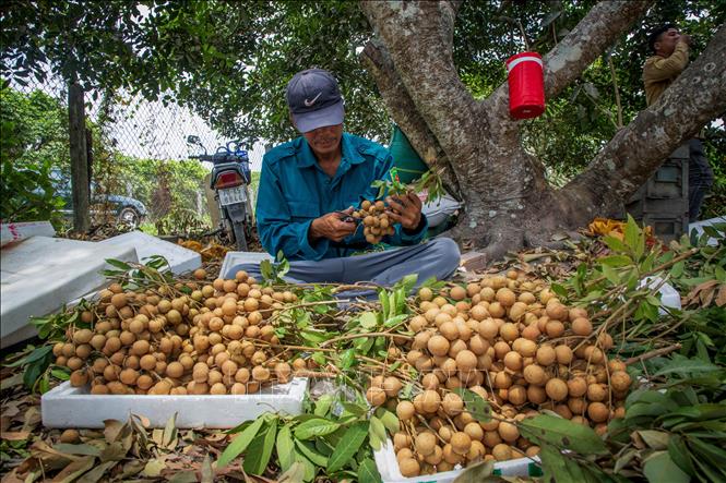 Tất cả nhãn được sơ chế kỹ lưỡng trước khi bán cho thương lái. Ảnh: Giang Phương - TTXVN