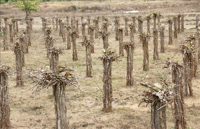 The south central province of Binh Thuan has 365ha of farmland affected by droughts. VNA Photo: Nguyễn Thanh