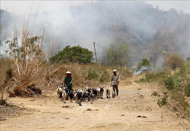 A livestock herd seek for water on a dried-off stream in the south central province of Binh Thuan. VNA Photo: Nguyễn Thanh