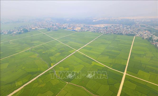 Muong Thanh rice fields. VNA Photo: Xuân Tư 
