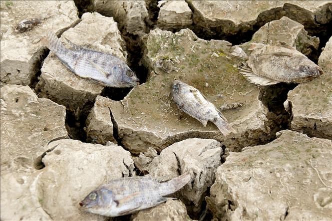 Prolonging heatwave cause severe drought in the south central province of Binh Thuan. VNA Photo: Nguyễn Thanh