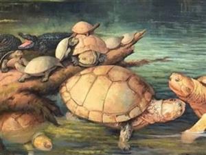 Colombia phát hiện hóa thạch rùa khổng lồ có niên đại cách đây 57 triệu năm