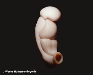 Các nhà khoa học Trung Quốc xây dựng mô hình 3D phôi thai người từ 2-3 tuần tuổi