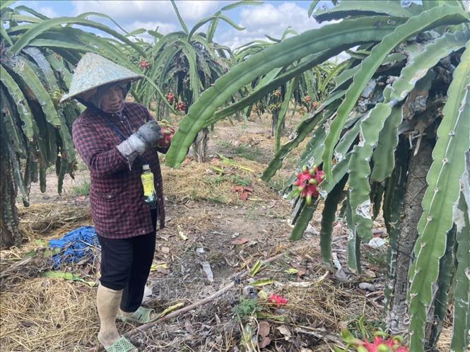 Nông dân xã Bưng Riềng, huyện Xuyên Mộc, vuốt tai thanh long để trái đẹp hơn, giá bán được cao hơn. Ảnh: Hoàng Nhị - TTXVN.