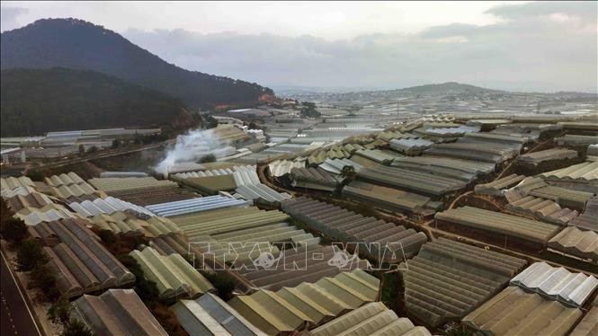 Lam Dong has over 4,470 ha of green house for agricultural cultivation. VNA Photo: Vũ Sinh