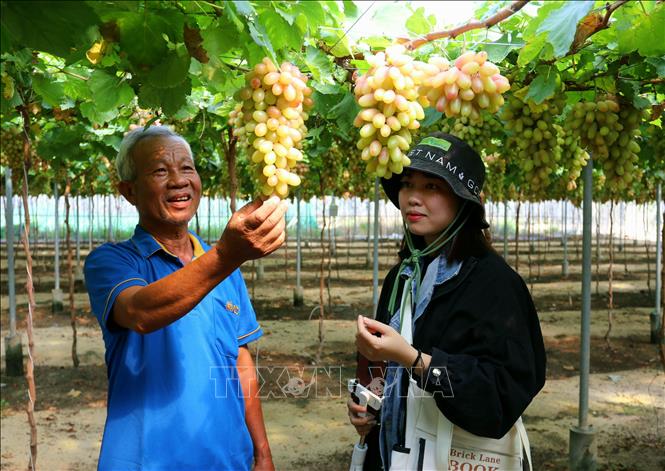 Ông Nguyễn Khắc Phòng, Giám đốc Hợp tác xã dịch vụ tổng hợp nông nghiệp Thái An (xã Vĩnh Hải, huyện Ninh Hải) giới thiệu giống nho NH01-152 với du khách. Ảnh: Nguyễn Thành - TTXVN