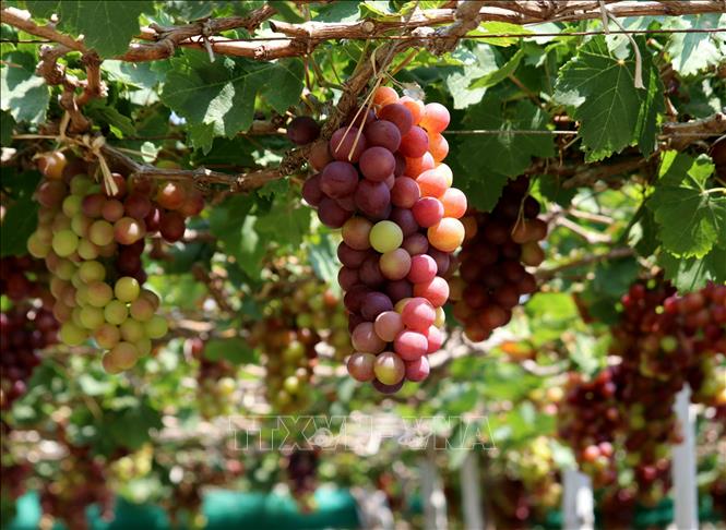 Giống nho đỏ Red Cardinal trồng theo tiêu chuẩn VietGAP tại Làng nho Thái An (xã Vĩnh Hải, huyện Ninh Hải). Ảnh: Nguyễn Thành - TTXVN