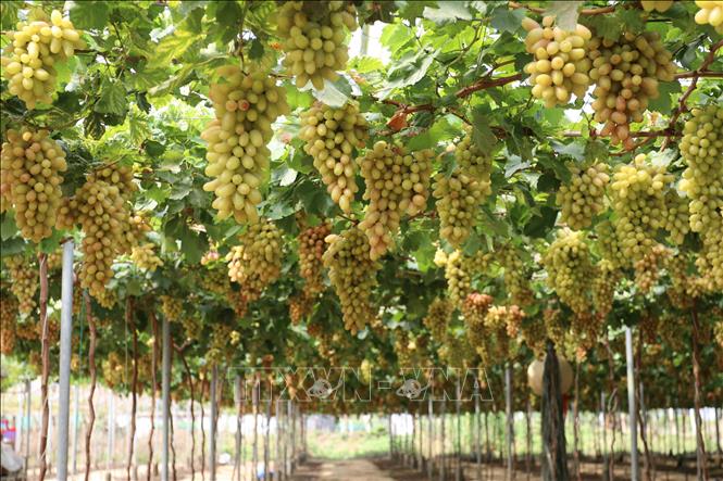 Vườn nho giống NH01-152 trĩu quả đang vào thời kỳ chín đẹp. Ảnh: Nguyễn Thành - TTXVN