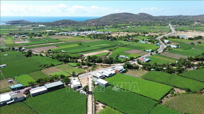 Làng nho Thái An (xã Vĩnh Hải, huyện Ninh Hải) với những vườn nho xanh mướt trải dài ngút tầm mắt. Ảnh: Nguyễn Thành - TTXVN