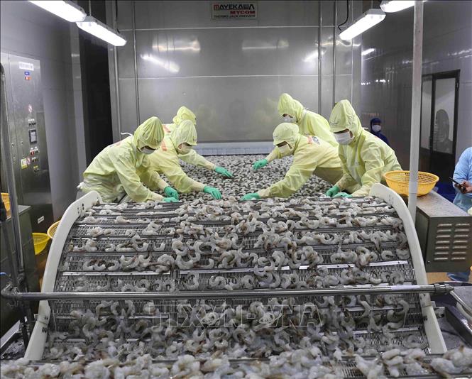 Công nhân chế biến sản phẩm tôm xuất khẩu tại nhà máy của Tập đoàn Thủy sản Minh Phú (Cà Mau). Ảnh: Vũ Sinh - TTXVN