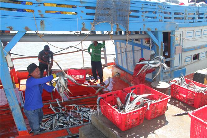 Các ghe cập cảng mua bán thủy hải sản tại cửa biển Gành Hào (huyện Đông Hải, tỉnh Bạc Liêu). Ảnh: Chanh Đa-TTXVN