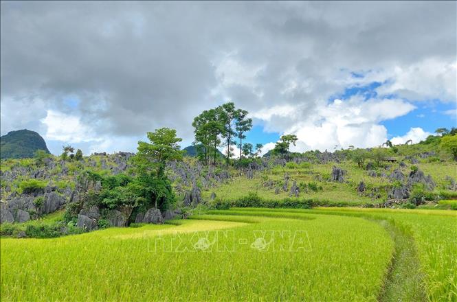 Terraced rice fields grown by H'mong ethnic minority locals in Tua Chua. Photo by courtesy