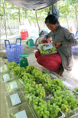 Organic green grape grown in Ninh Son district, the south central coastal province of Ninh Thuan is granted with a planting zone code. VNA Photo: Công Thử